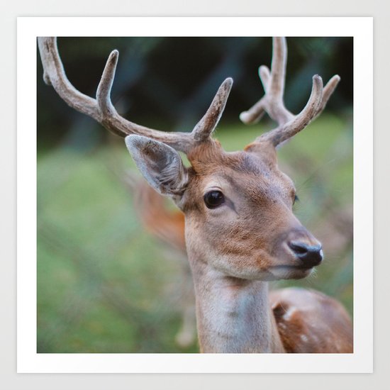 DEER Art Print