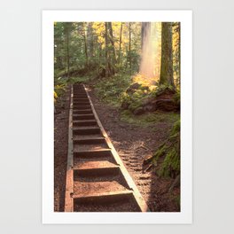 Deception Falls Forest | Washington PNW | Landscape Photography Art Print