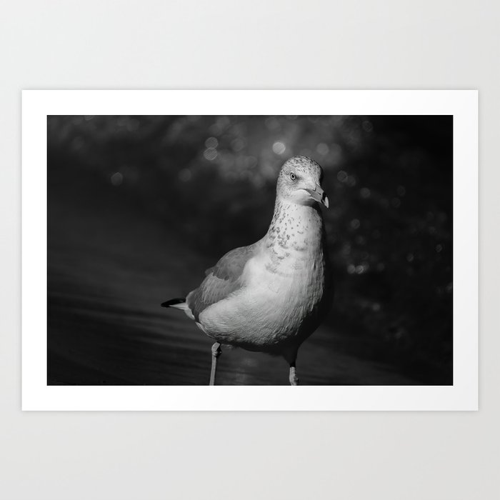 Seagull's Saturday. Black and White Photograph Art Print