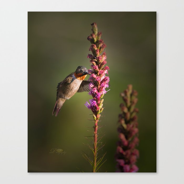Hummingbird and flower Canvas Print