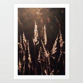 Gold Long Grass - Sunset - Elegant Grass - Golden Light - Nature Flower photography Ingrid Beddoes Art Print