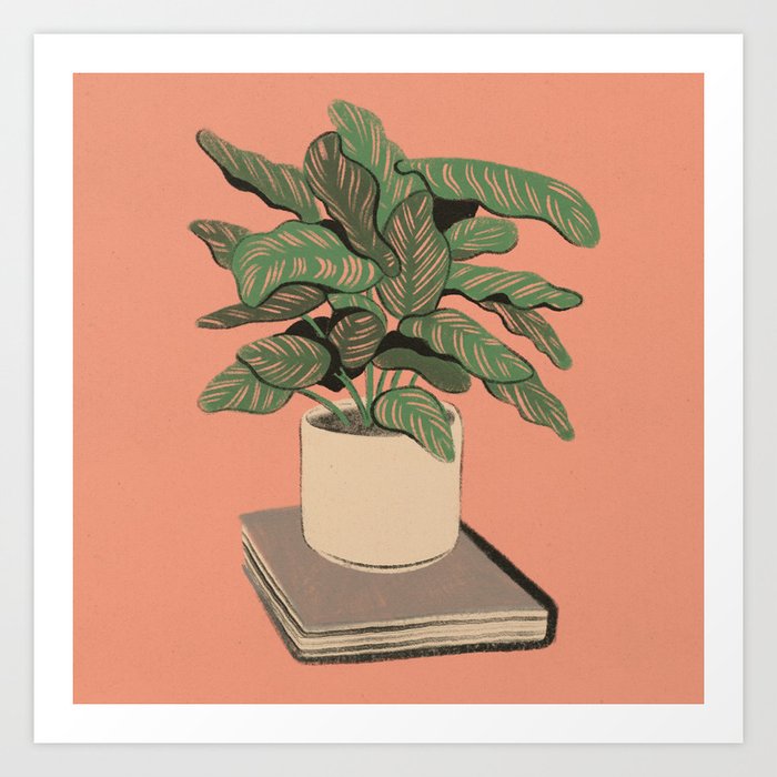 Calathea Ornata Pink Pinstripe Plant  Art Print