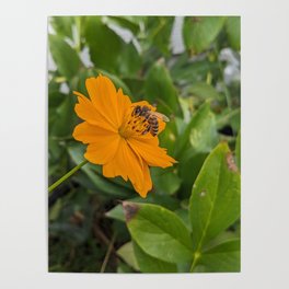 Bee Visiting Orange Cosmo  Poster