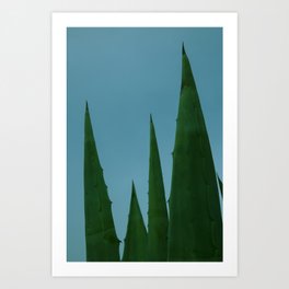 cactus photograph with the blue background Art Print