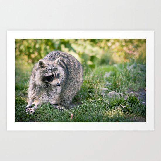 Racoon Art Print