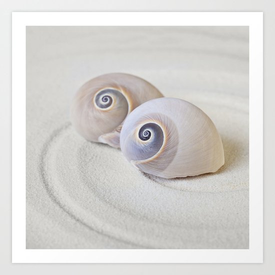 Zen Shell Harmony Still Life Art Print