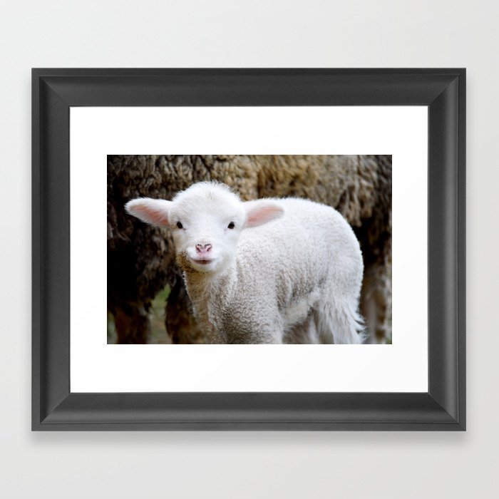Lamb Framed Art Print