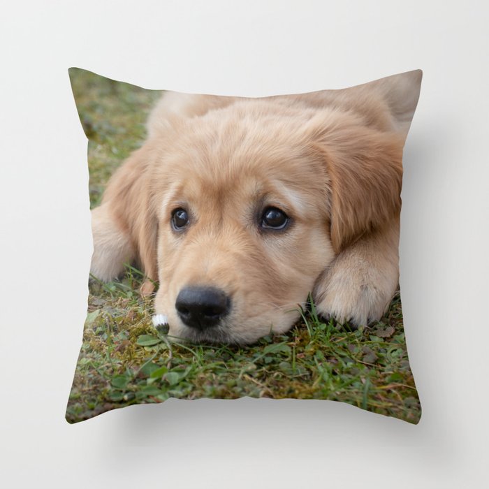 Cute top dog pillows