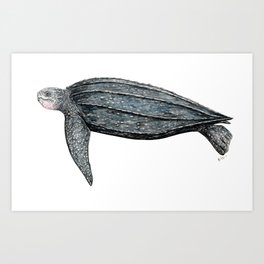 Leatherback turtle (Dermochelys coriacea) Art Print