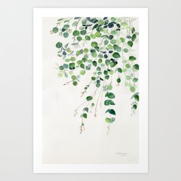 Eucalyptus Watercolor Art Print