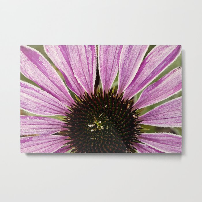 frosted flower Metal Print