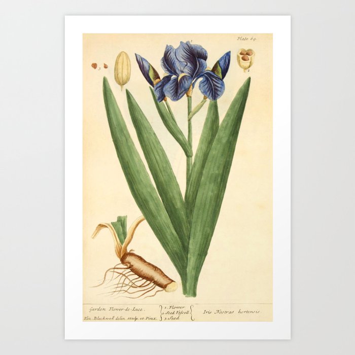 Iris by Elizabeth Blackwell from "A Curious Herbal," 1737 (print benefiting The Nature Conservancy) Art Print