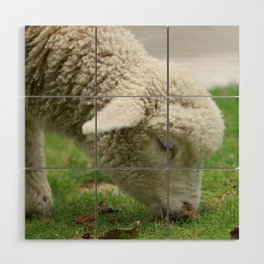 New Zealand Photography - New Zealand Sheep Eating Grass Wood Wall Art