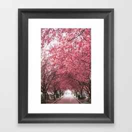 Okame Cherry Blossoms in DC Framed Art Print