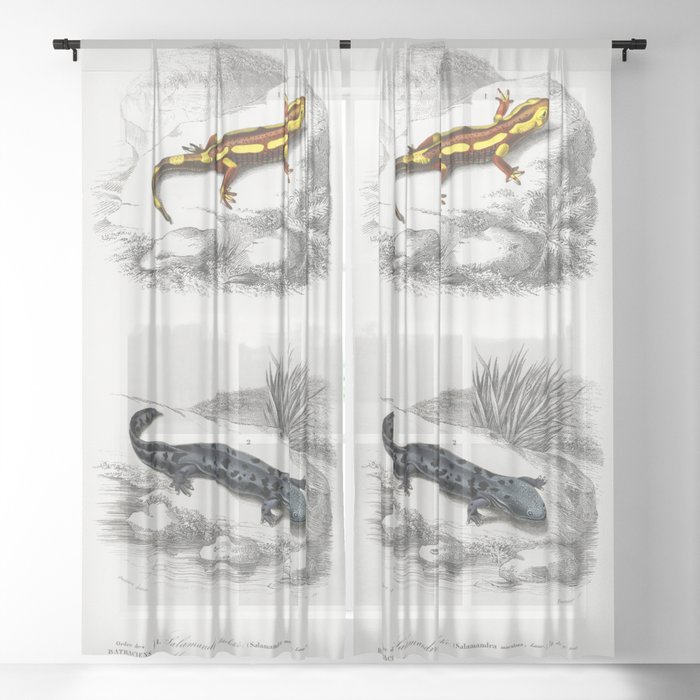 Fire Salamander & Hellbender Salamander Sheer Curtain