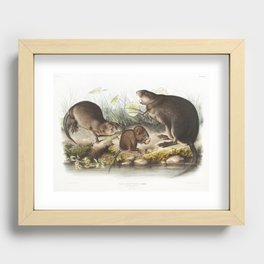 Musk Rat Musquash from the viviparous quadrupeds of North America (1845) illustrated by John Woodhouse Audubon Recessed Framed Print