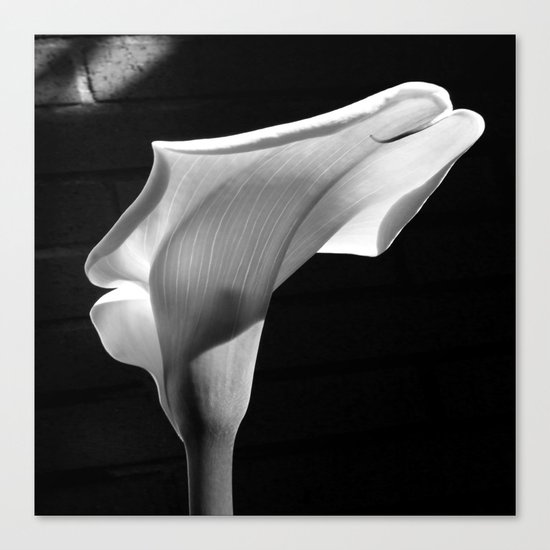 sensual lily on brick (square) Canvas Print