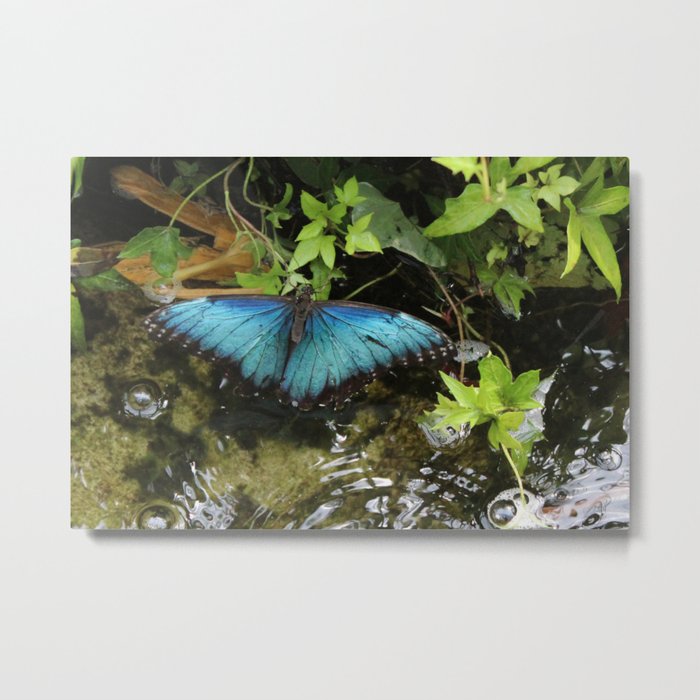 Blue Morpho Butterfly 2 Metal Print