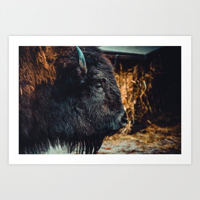 Bison. Photograph Art Print | Photography, Digital, Color, Hdr, Vintage, Style, Bison, Photograph, North-america, Zoo