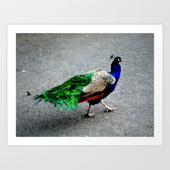 Peacock  Art Print