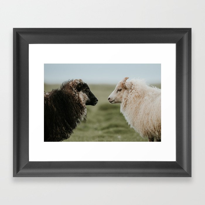 Sheeply in Love - Animal Photography from Iceland Framed Art Print