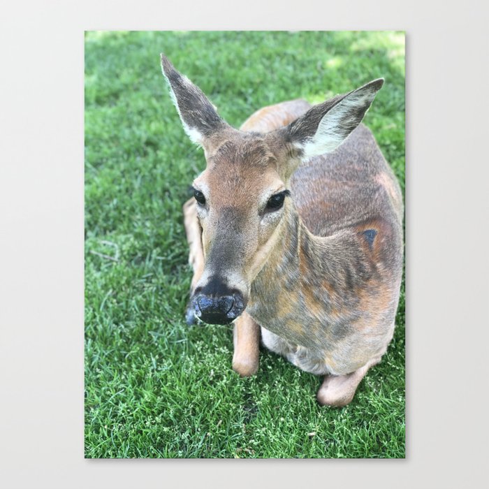 Deer sitting in grass, Minneapolis photography series, no. 5 Canvas Print