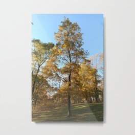 Mighty Tree Metal Print | Autum, Orange, Digital, Leaves, Clearsky, Nature, Trees, Photo, Fall, Color 