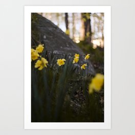 daffodils Art Print