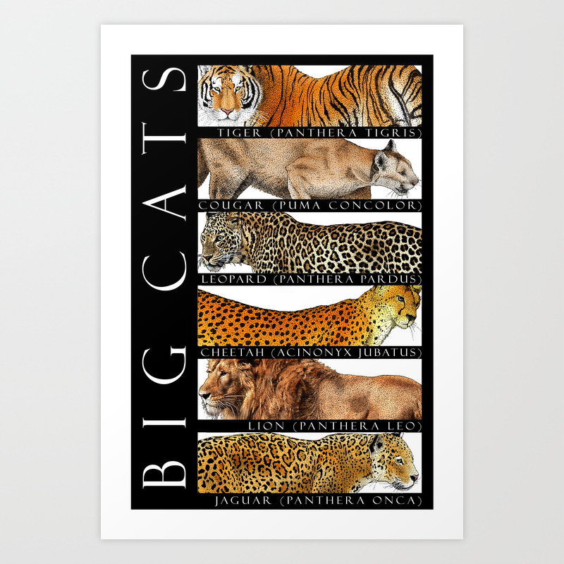 Big Cats Of The World Art Print By Wildlife Art Society6