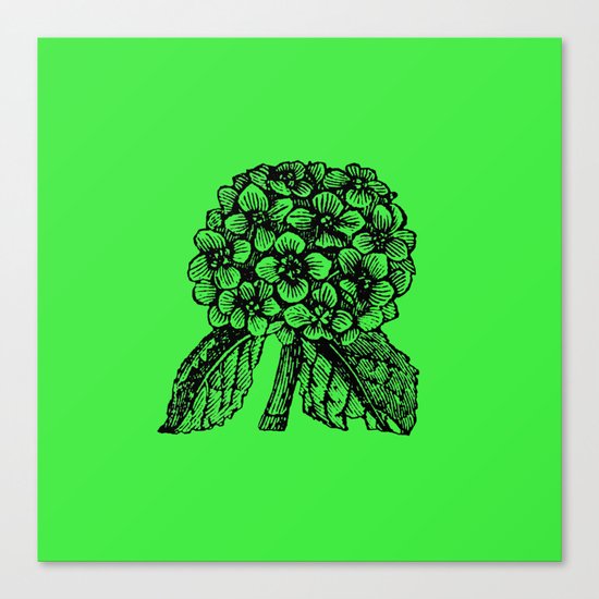 Green Hydrangea Canvas Print