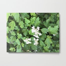 Summur Blossoms Metal Print | Summer, Flowers, Blossom, Blossoms, White, Natuur, Summerblossoms, Summerbreak, Photo, Nature 