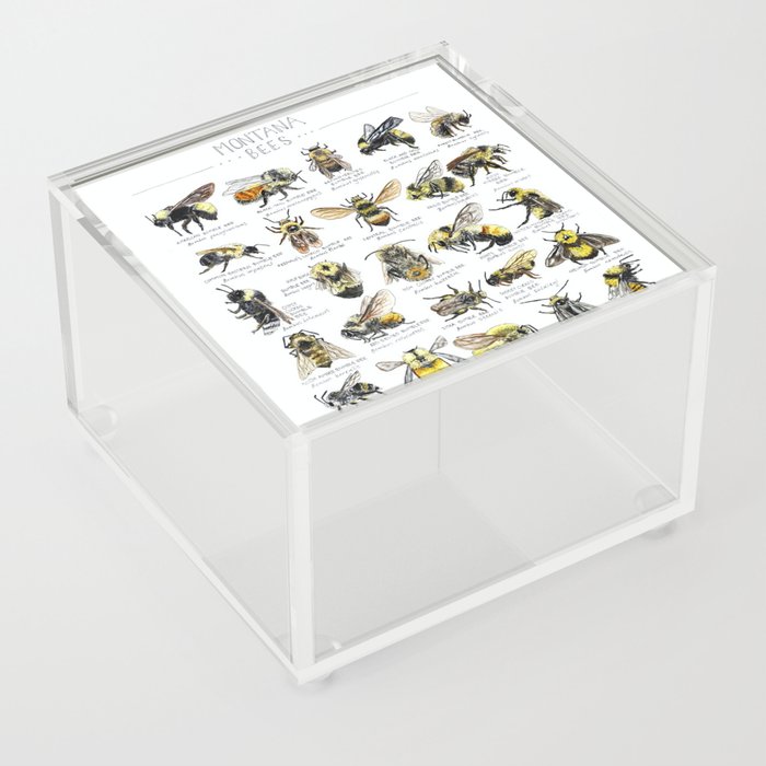 Montana Bee Chart Acrylic Box