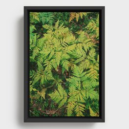 Ferns Framed Canvas