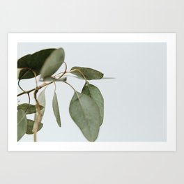 Seeded Eucalyptus | 1 Art Print
