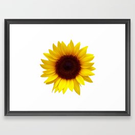 Fresh Sunflower Framed Art Print