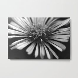 Ice Plant in Black and White Metal Print | Petals, Photo, Iceplant, Carpetweeds, Blooms, Stoneplant, Nature, Succulent, Blossoms, Bloom 