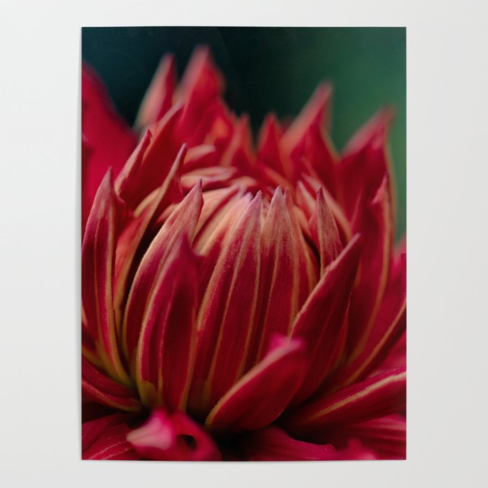 Perfect Red Dahlia Cooper Blaine Poster