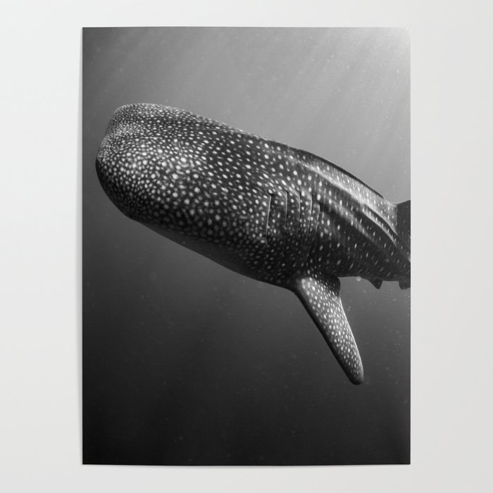 Whale shark black white Poster