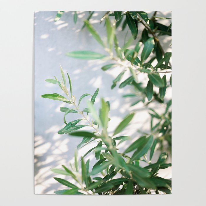 Olive Olive | Fine art botanical photography print | Pastel tones Poster