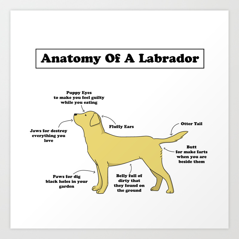 Anatomy Of A Labrador Art Print By Giulia Natale Society6
