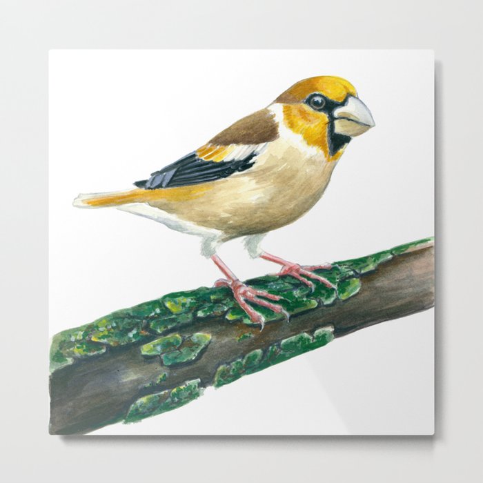 Hawfinch bird Metal Print