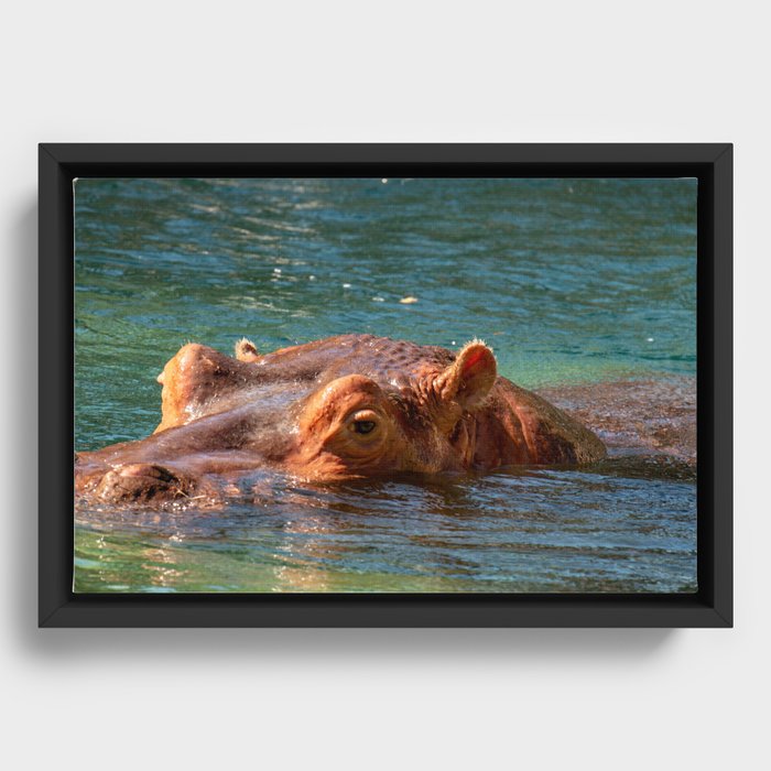African hippo swimming in water Framed Canvas