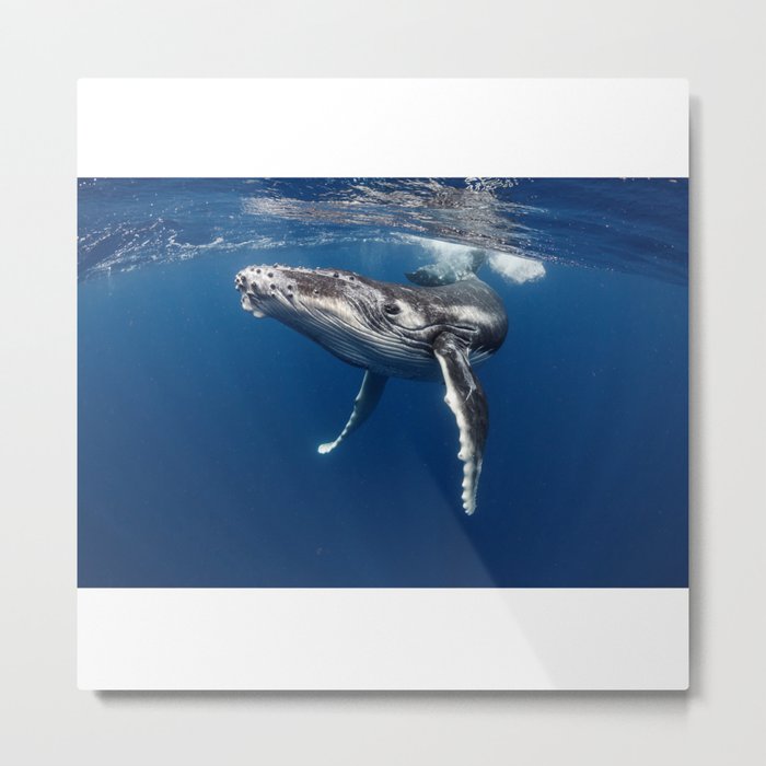 whale in the blue sea Metal Print