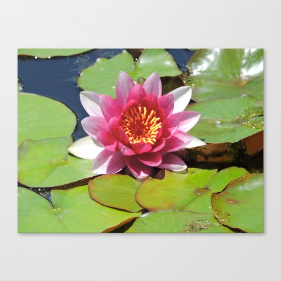 Water Lily at the Mission San Juan Capistrano Canvas Print