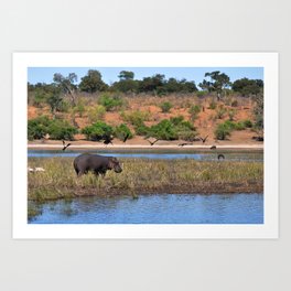 Hippo. Art Print | Africa, Animal, Color, Botswana, Water, Birds, Photo, Hippo 
