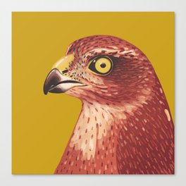Sparrow Hawk Canvas Print