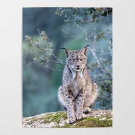Iberian lynx in the Sierra de Andujar, Jaen. Spain. Poster