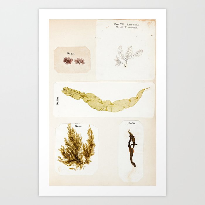 Art Print