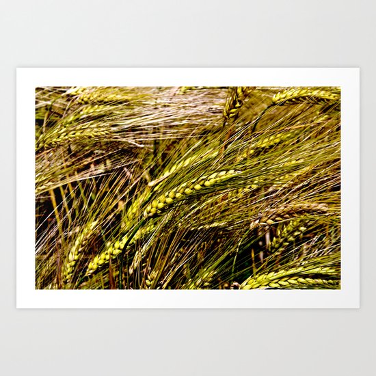 Golden Wheat Field Art Print
