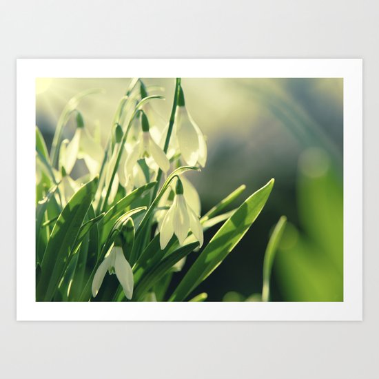 Snowdrops impression from the garden Art Print